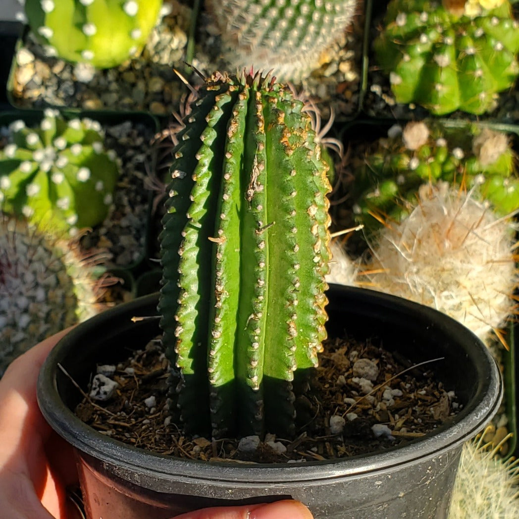 Euphorbia sp.